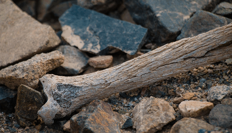 Building Stronger Bones: The Power of Exercise for Osteoporosis Management